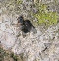 Muscina stabulans